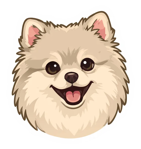 Pomeranian, cream